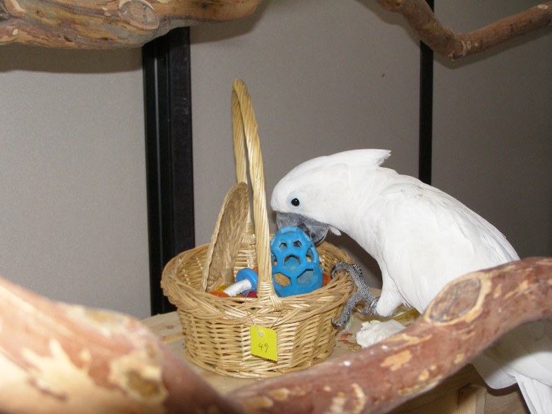 The Foraging Basket