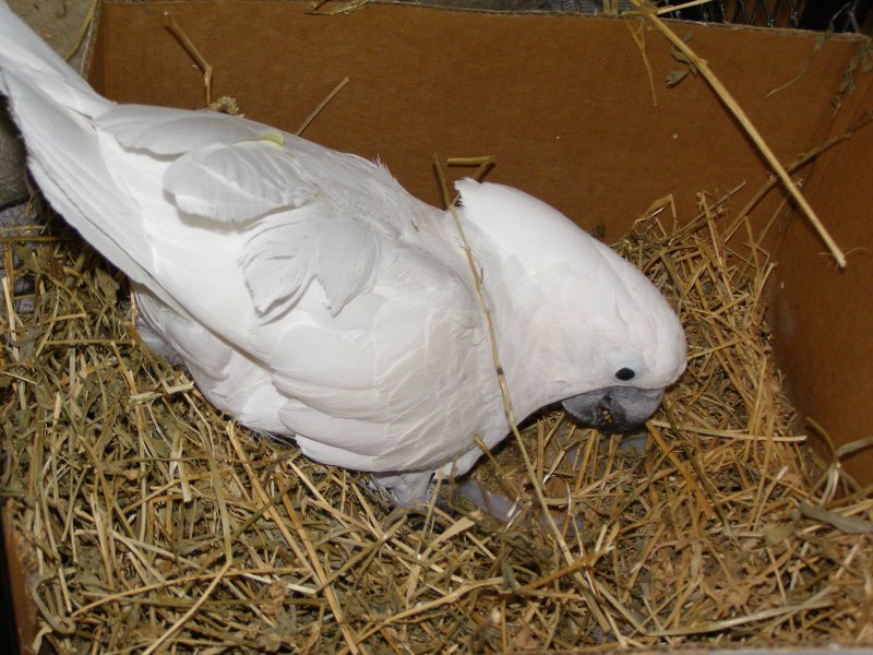  Foraging in Alfalfa