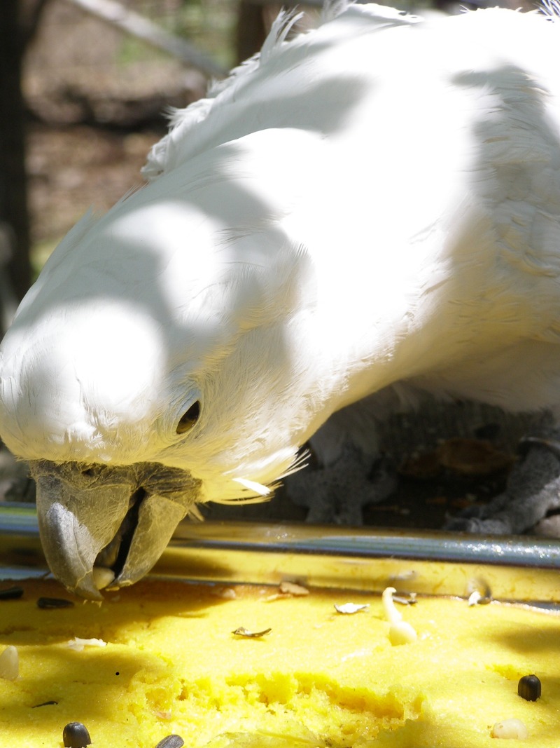 Pickin' Like a Chicken