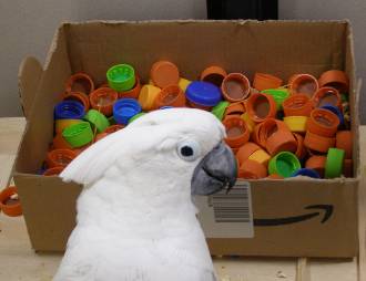 Foraging Boxes